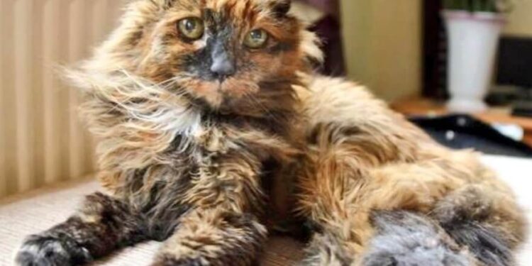 Umrla Rosie, mačka rekorderka s 33 leti življenja