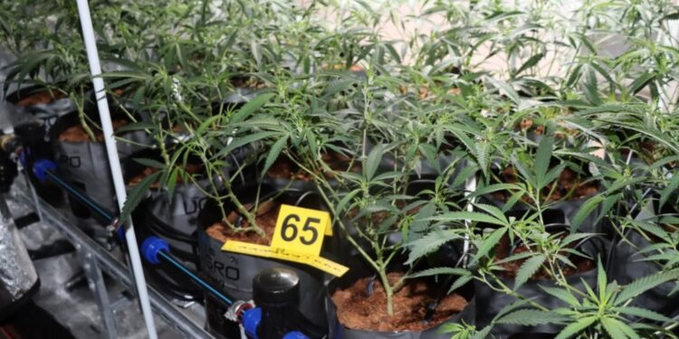 Mariborski kriminalisti razkrili gojišče z več kot 300 sadikami konoplje (FOTO)