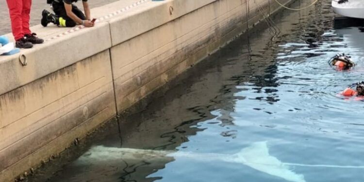 Truplo 13-metrskega kita odkrili v italijanski marini (FOTO)
