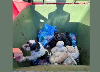 Pretepen pes najden v smetnjaku: Policija poziva k identifikaciji storilke (FOTO)