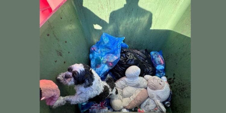 Pretepen pes najden v smetnjaku: Policija poziva k identifikaciji storilke (FOTO)