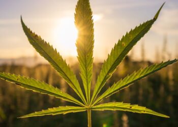 Konoplja v Sloveniji: Do leta 2024 nova zakonodaja za medicinsko in osebno rabo