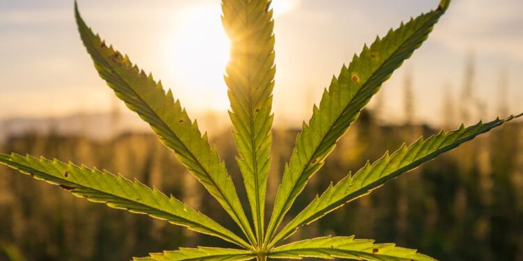Konoplja v Sloveniji: Do leta 2024 nova zakonodaja za medicinsko in osebno rabo