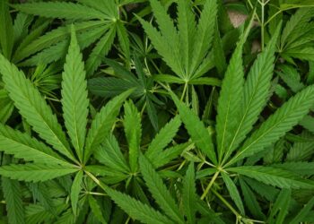 Hišna preiskava v Ajdovščini: Odkrili gojišče konoplje in druge droge