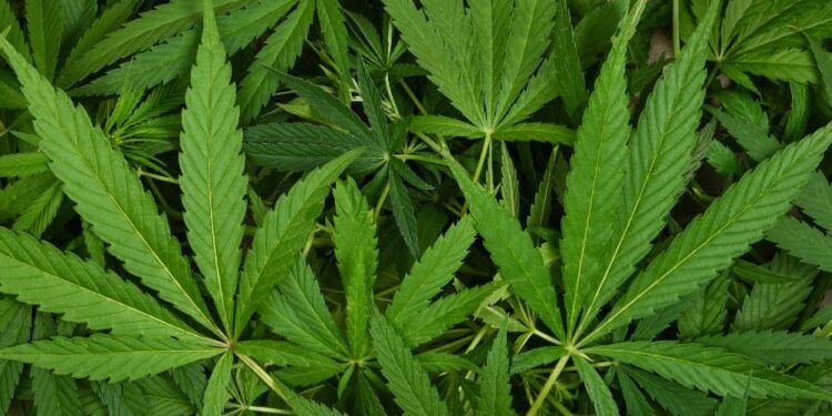 Hišna preiskava v Ajdovščini: Odkrili gojišče konoplje in druge droge