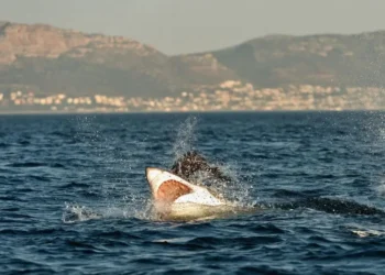 Morski pes usoden za nemško turistko pri Kanarskih otokih