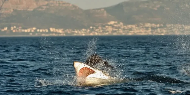 Morski pes usoden za nemško turistko pri Kanarskih otokih