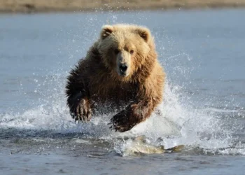 Junak pri 12-ih: Očetu rešil življenje med napadom medveda (FOTO)