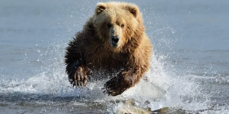 Junak pri 12-ih: Očetu rešil življenje med napadom medveda (FOTO)