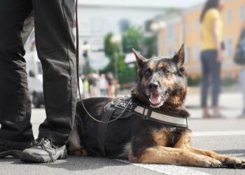 Zločin, ki je pretresel Nemčijo: Truplo zazidano, lokal pa normalno deloval