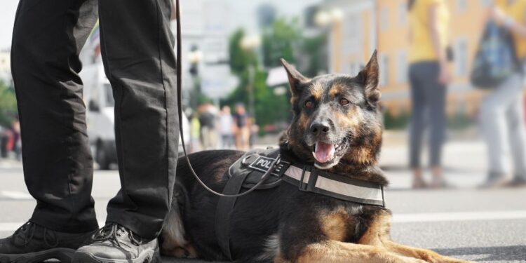 Zločin, ki je pretresel Nemčijo: Truplo zazidano, lokal pa normalno deloval