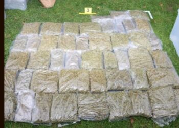 Policisti v Kungoti odkrili in zasegli 50 kg konoplje in LSD (FOTO)