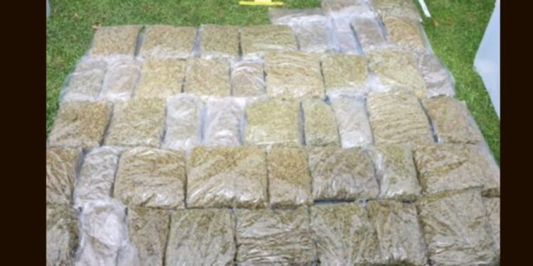 Policisti v Kungoti odkrili in zasegli 50 kg konoplje in LSD (FOTO)