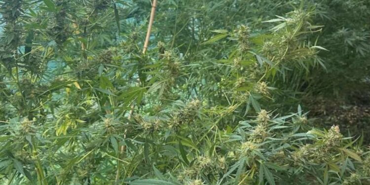 Policija v hišni preiskavi zasegla nasad konoplje na območju Senovega (FOTO)