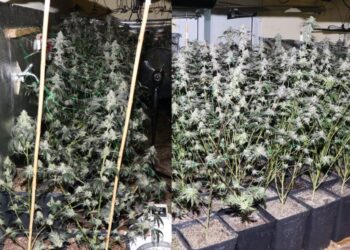 Hišne preiskave v Lenartu razkrile prostore za gojenje konoplje in belo praškasto snov