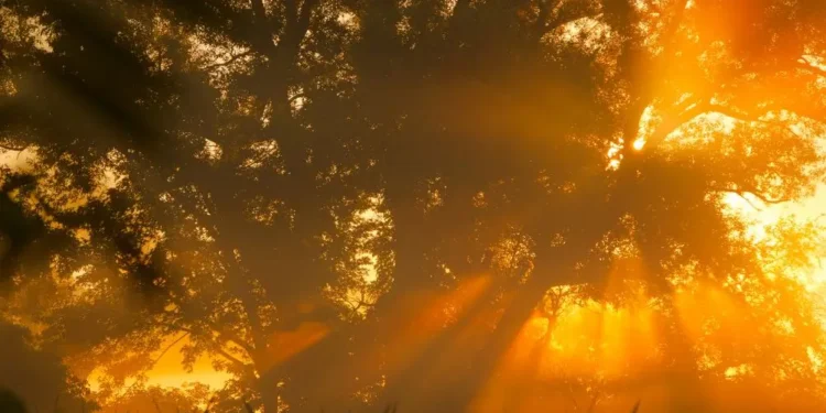 Vreme: Sončna sobota z nekaj jutranje megle in oblačnosti na zahodu