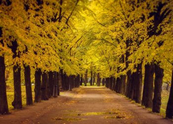 Vreme: Sončno s kančkom megle, pričakujte prijetne jesenske temperature