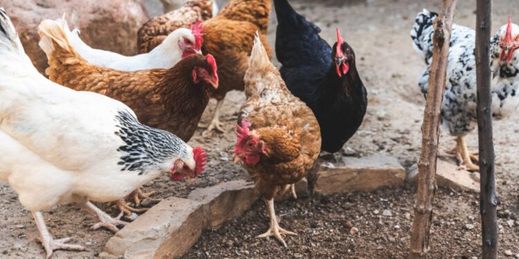 Ptičja gripa v Sloveniji: Ministrstvo poziva k previdnosti in zaščiti živali