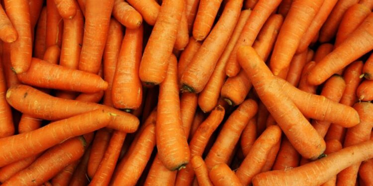 Izbruh E. coli v ZDA: Okužbe povezane z ekološkim korenjem