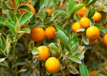 Dolina Neretve prekrita z gnilimi mandarinami