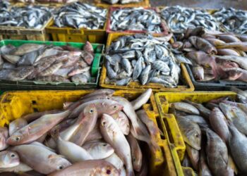 Preobremenjen kombi z ribami vijugal po cesti: Izrečena globa v vrednosti 1000 evrov