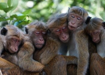 Na begu 43 opic: V labaratoriju upajo, da se bodo vrnile same, ko bodo postale lačne