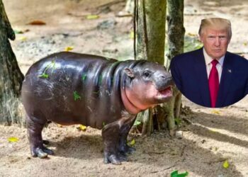 Bo napoved povodnega konja držala? Moo Deng verjame v zmago Trumpa (VIDEO)