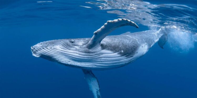 Kit grbavec s spektakularnim potovanjem povezal Tihi in Indijski ocean