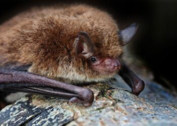 Steklina, usodna za učiteljico, ki je iz učilnice odstranila netopirja