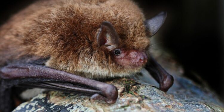 Steklina, usodna za učiteljico, ki je iz učilnice odstranila netopirja