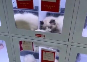 Prodajni avtomati za mačke šokirali Kitajsko