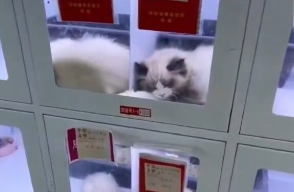 Prodajni avtomati za mačke šokirali Kitajsko