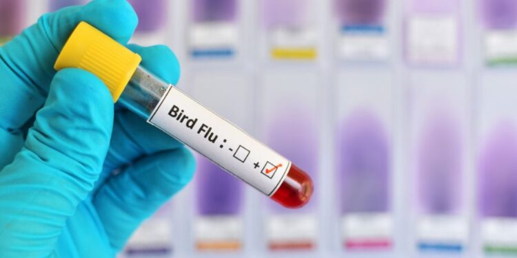 Ptičja gripa: Prvi resnejši primer okužbe pri človeku v ZDA letos