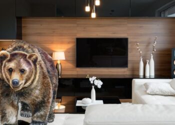 Nenavaden gost: Moškega je v dnevni sobi presenetil medved