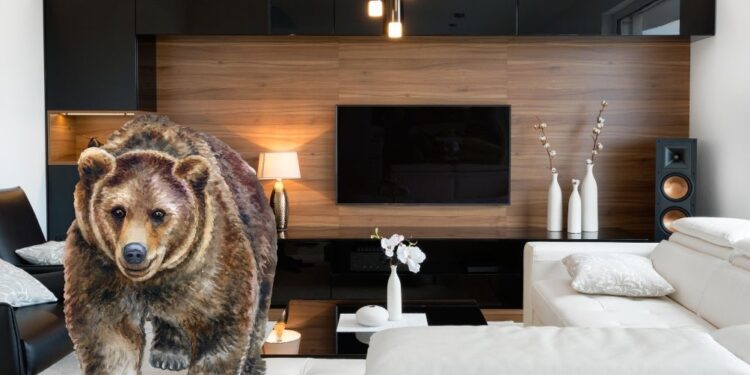 Nenavaden gost: Moškega je v dnevni sobi presenetil medved