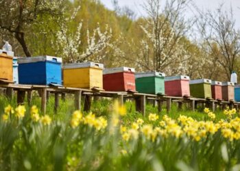 Črnograditelj prikril hiško z deskami in oznako “Pozor, čebele” (FOTO)