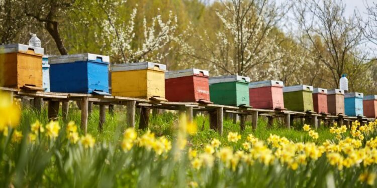 Črnograditelj prikril hiško z deskami in oznako “Pozor, čebele” (FOTO)