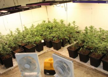 V hišni preiskavi zasegli 221 sadik marihuane in druge prepovedane snovi (FOTO)