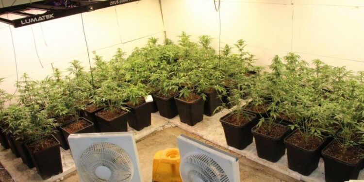 V hišni preiskavi zasegli 221 sadik marihuane in druge prepovedane snovi (FOTO)