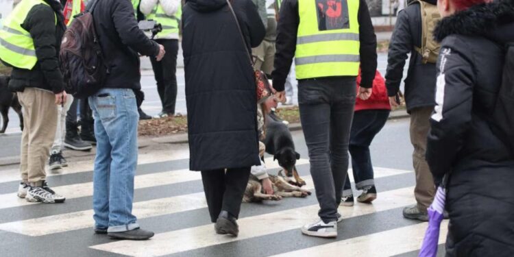 Reševalno vozilo do smrti povozilo psa na protestu v Novem Sadu (FOTO)