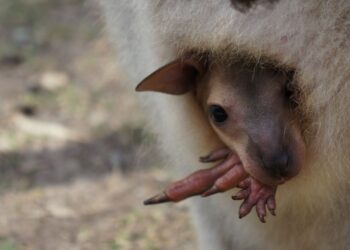 Znanstveniki ustvarili prvega kenguruja z umetno oploditvijo v Avstraliji