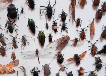 Evropska komisija dovolila dodajanje insektnega prahu v živila