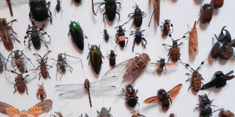 Evropska komisija dovolila dodajanje insektnega prahu v živila