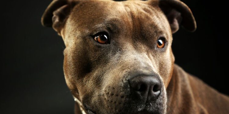 Napad domačega psa: Devetmesečna dojenčica umrla zaradi hudih poškodb