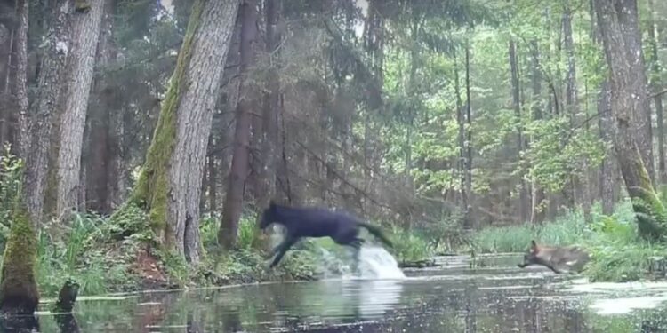 Redka črna volkova osupnila naravovarstvenike na Poljskem (FOTO)